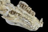 Oreodont (Merycoidodon) Partial Skull - Wyoming #113030-1